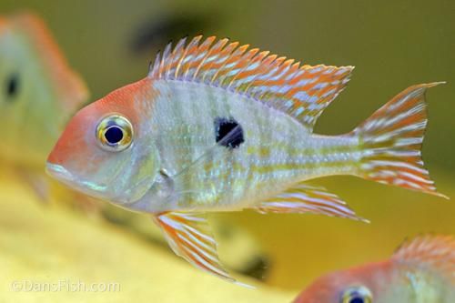Red Head Tapajos Eartheater (Geophagus pyrocephalus) 2"