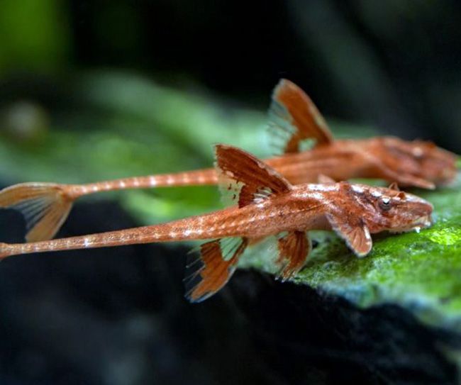 Red Lizard Whiptail Catfish (Rineloricaria sp. L010a)  1.5-2" Tank Raised