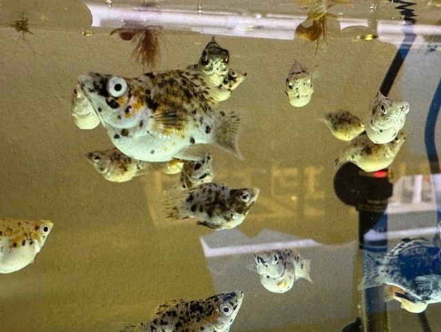 Gold Marble Balloon Molly