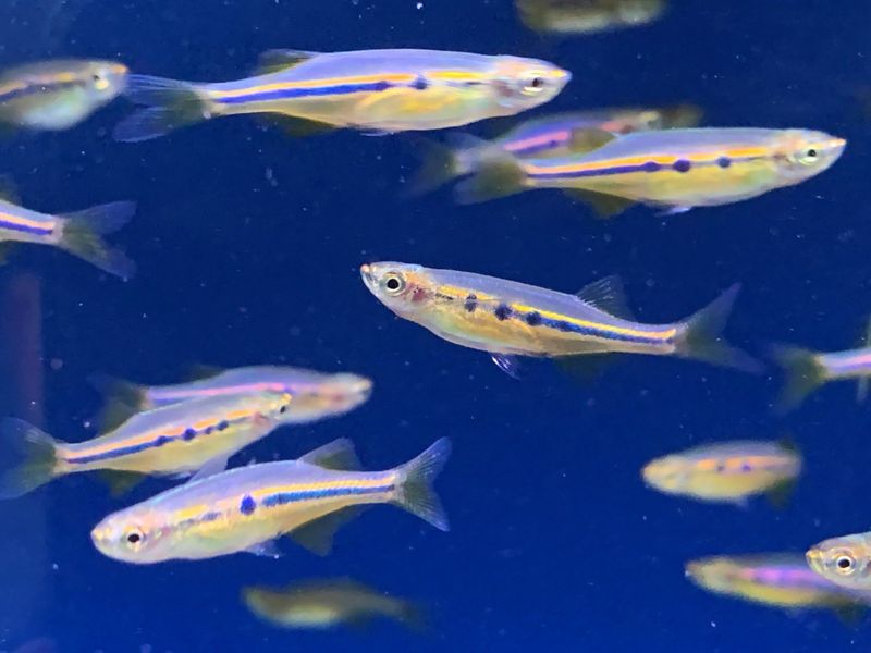 Orange Hatchet Danio "Dadio" (Neochela dadiburjori) 1"