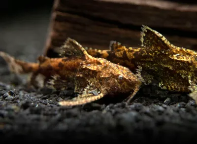 Asian Stone Mini Catfish AKA Anchor Catfish (Hara jerdoni)