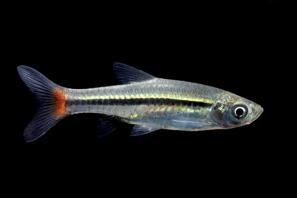 Red Tail Rasbora (RASBORA BORAPETENSIS)