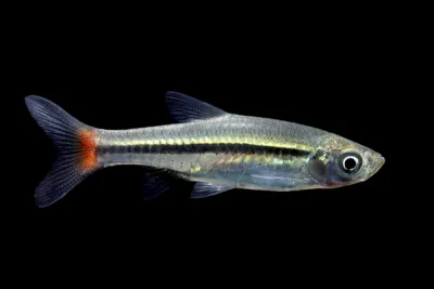 Red Tail Rasbora (RASBORA BORAPETENSIS)