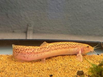 Golden Leopard Dojo Loach 5-6"