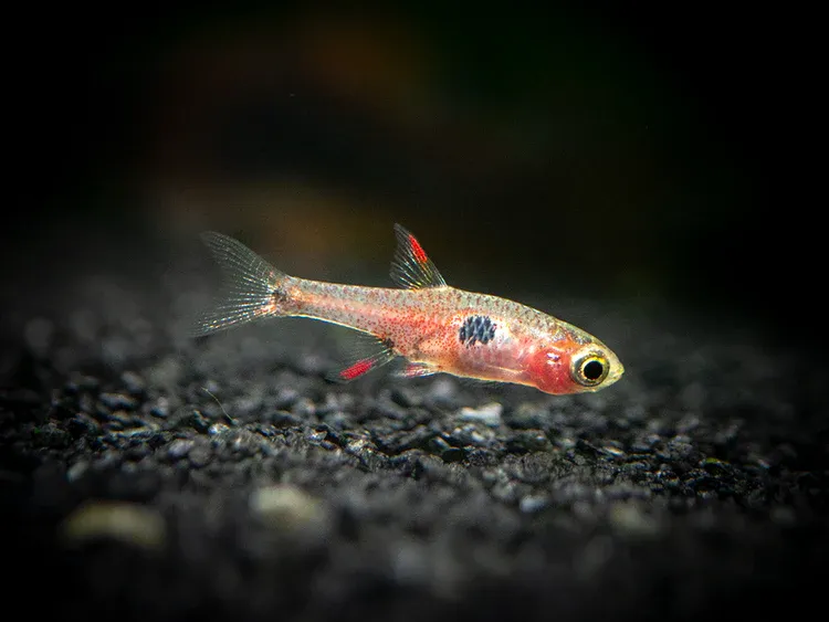 Strawberry Rasbora (Boraras naevus)