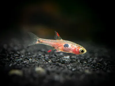 Strawberry Rasbora (Boraras naevus)