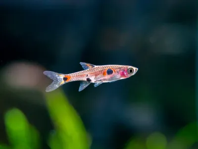Spotted Rasbora (Boraras maculatus)