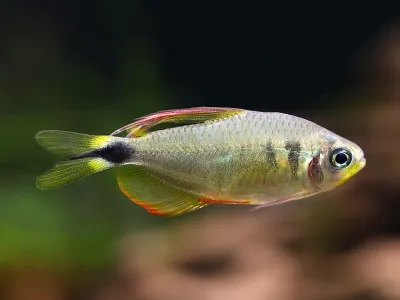 Raccoon Tetra (Hyphessobrycon procyon)