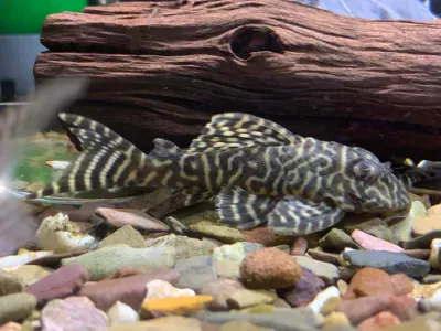 L333 Yellow King Tiger Pleco (Hypancistrus sp. L333)  3.5"+