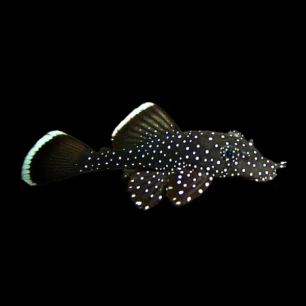 L031 Peppermint Pleco (Parancistrus nudiventris) 4"+