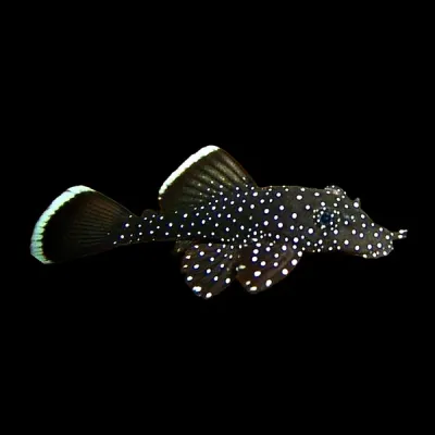 L031 Peppermint Pleco (Parancistrus nudiventris) 4"+