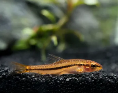 Rosy Loach (Petruichthys sp.)