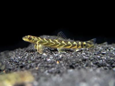 Zodiac AKA Batik Loach (Mesonoemacheilus triangularis)
