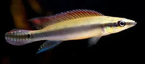 Regani Dwarf Pike Cichlid (Crenicichla regani) 3"