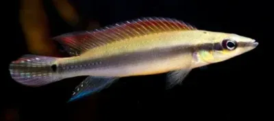 Regani Dwarf Pike Cichlid (Crenicichla regani) 3"