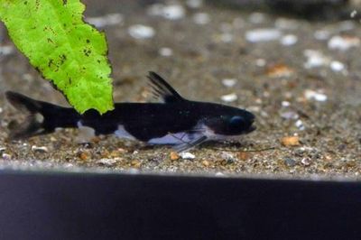 Ninja Woodcat (Centromochlus musaica)  3"