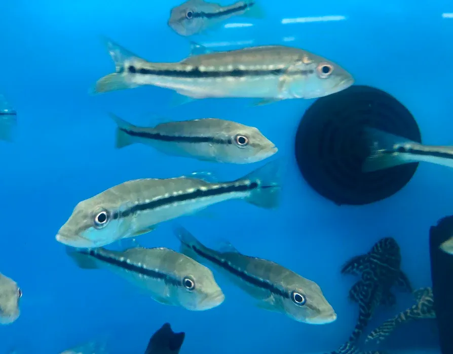 Pinima Peacock Bass (Cichla pinima) 2.5" +