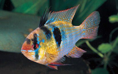 Dwarf Blue Ram Cichlid 1"