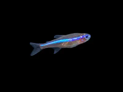 Green Neon Tetra (Paracheirodon simulans)