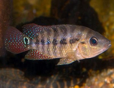 True Red Terror (Mesoheros festae) 2"