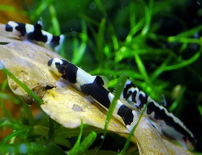 Panda Loach (Yaoshania pachychilus)