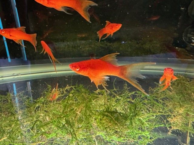 Red Eye Red Lyretail Swordtail (Xiphophorus helleri) 2.5"+