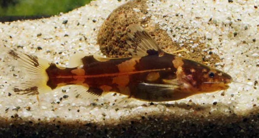 Dwarf Bumble Bee Catfish "Pseudomystus heokhuii"