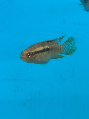 Golden Aquidens Cichlid 2"