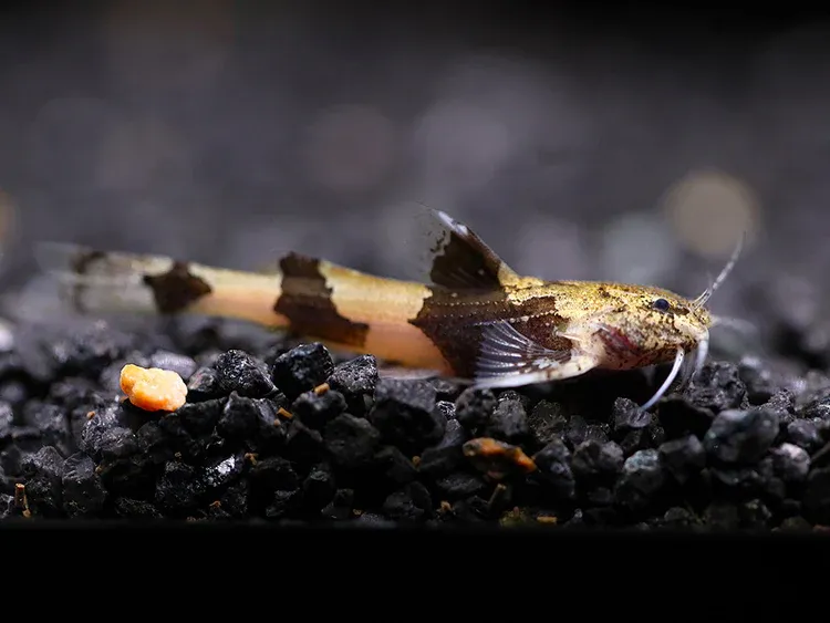 Burmese Marble Catfish (Akysis prashadi) 2"