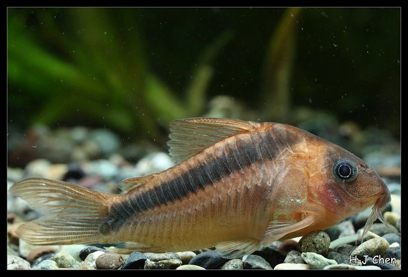 Rust Cory Catfish (Corydoras rabauti) Tank Raised