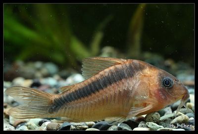 Rust Cory Catfish (Corydoras rabauti) Tank Raised
