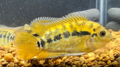 Rainbow Cichlid (Herotilapia multispinosa) 2"