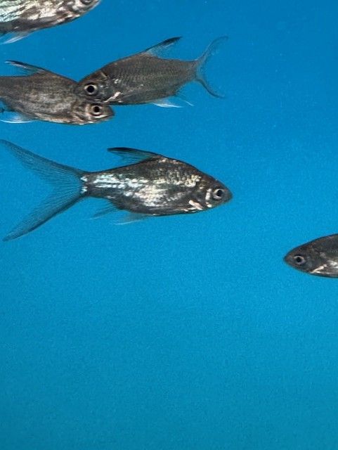 Long Fin Tinfoil Barb 2"