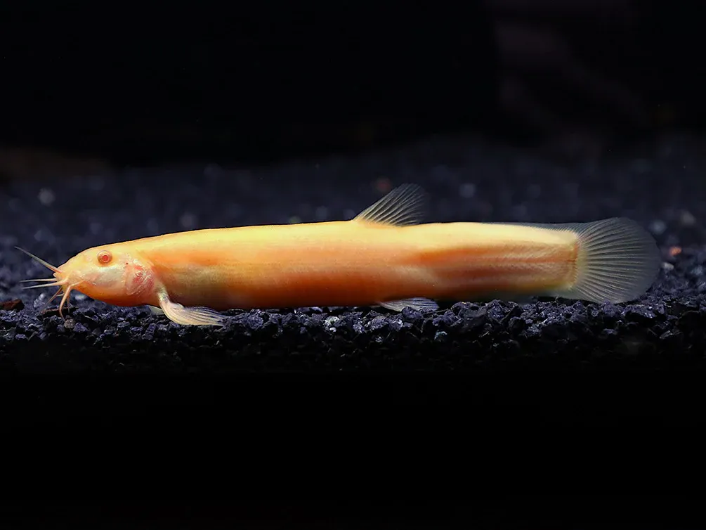Gold Dojo Loach (Misgurnus anguillicaudatus) 3"