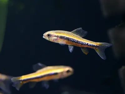 Black Morpho Tetra (Poecilocharax weitzmani) Tank Raised