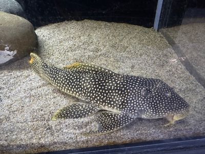 L014 Goldie Pleco (Scobinancistrus aureatus) 10"