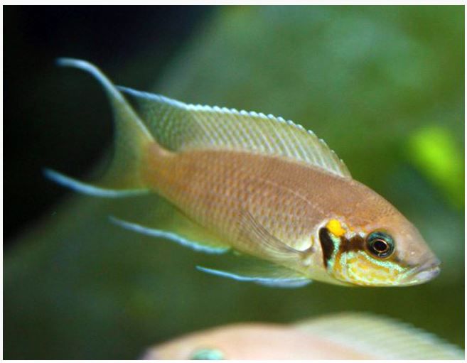 Neolamprologus brichardi