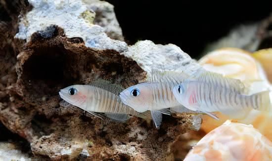 Neolamprologus multifasciatus