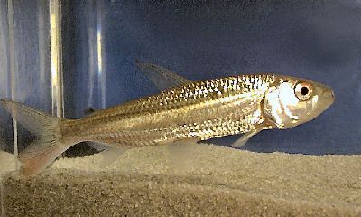 Goliath African Tiger Fish (Hydrocynus cf. goliath) 20"-22" Pellet Trained