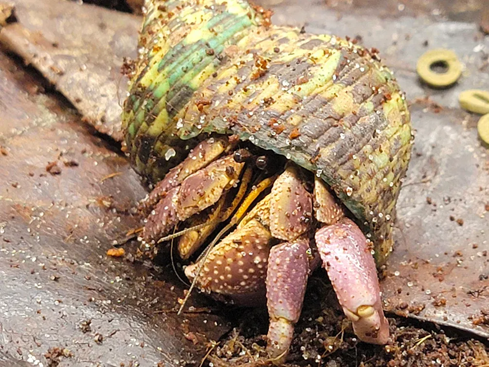 Purple Land Hermit Crab (Coenobita brevimanus) Exotic Terrestrial 4"