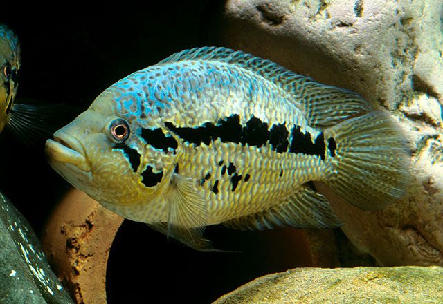 Loiselle Cichlid (Parachromis loisellei) 2"+
