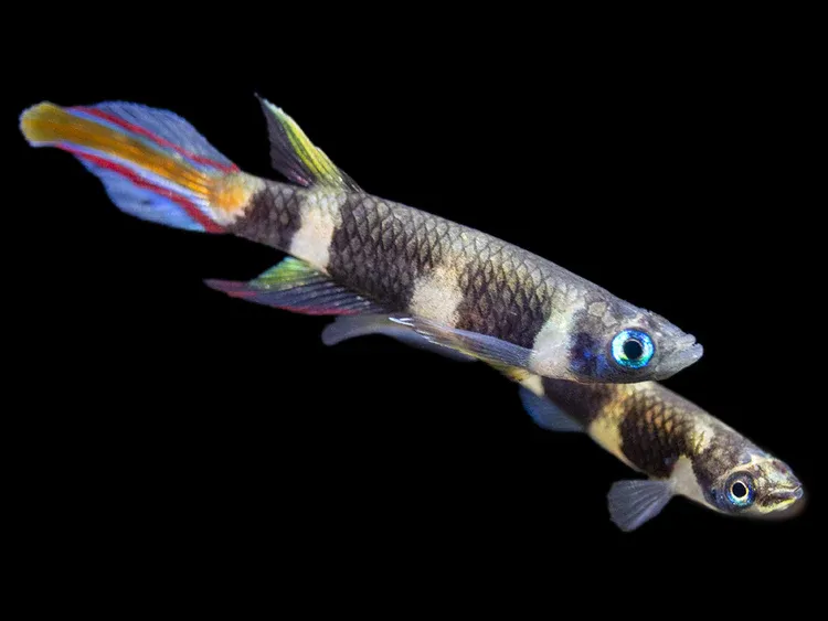 Clown Killifish AKA Rocket Killifish (Epiplatys annulatus)