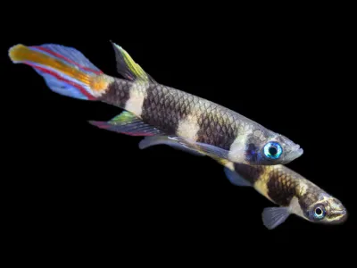 Clown Killifish AKA Rocket Killifish (Epiplatys annulatus)