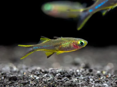 Celebes Rainbowfish (Marosatherina ladigesi), Tank-Bred 1.25"+