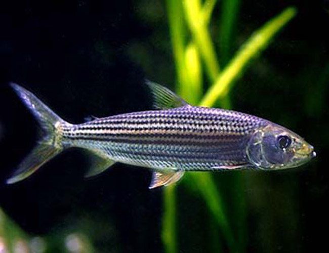 Vittatus African Tiger Fish (Hydrocynus vittatus) 5"