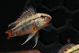 Apistogramma Viejita 1.25" (Farm raised)