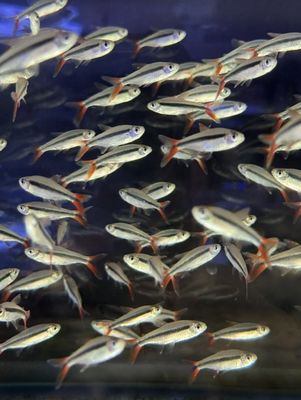 Red Tail Penguin Tetra 'Rio Teles Pires