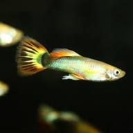 Sunray Guppy (Poecilia Reticulatus)