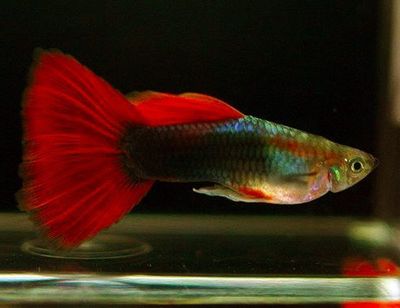 Blonde Red Tux Guppy (Poecilia reticulata)