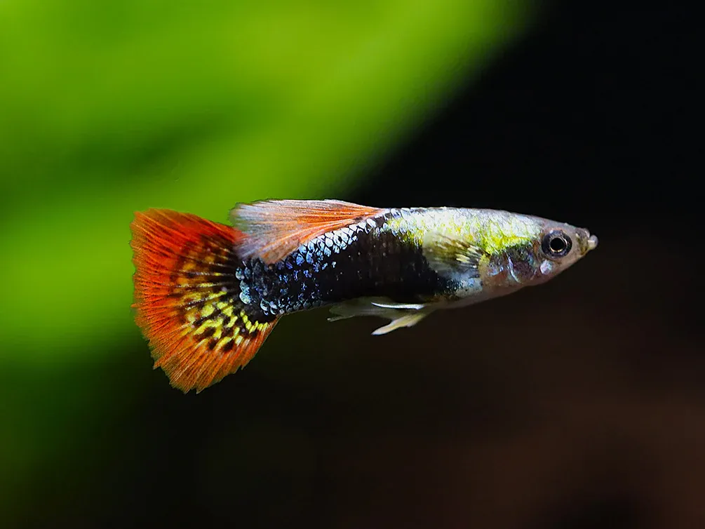 Red Mosaic Guppy (Poecilia Reticulata)